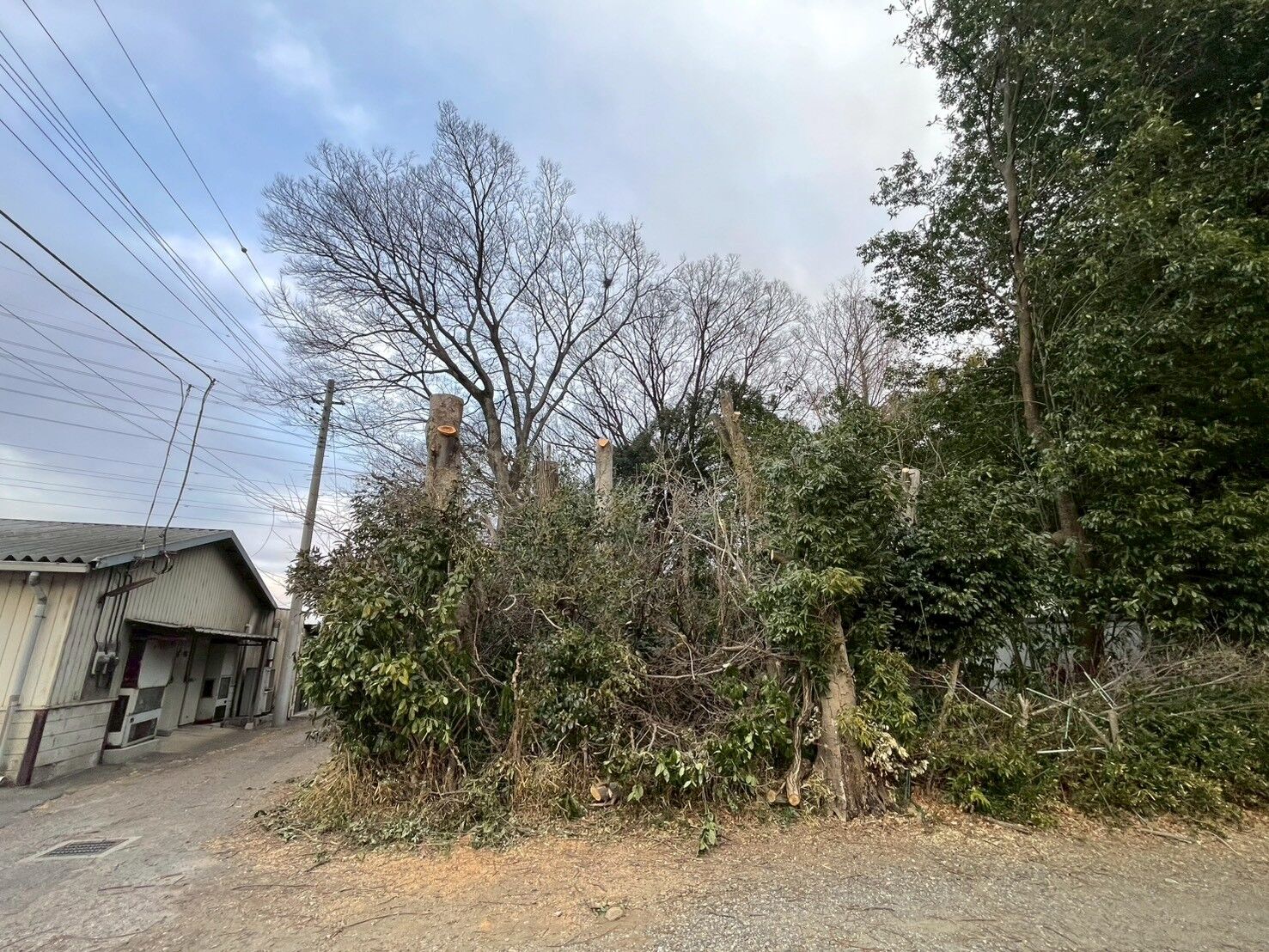 LINE_ALBUM_荒川様　伐採作業_260315_5