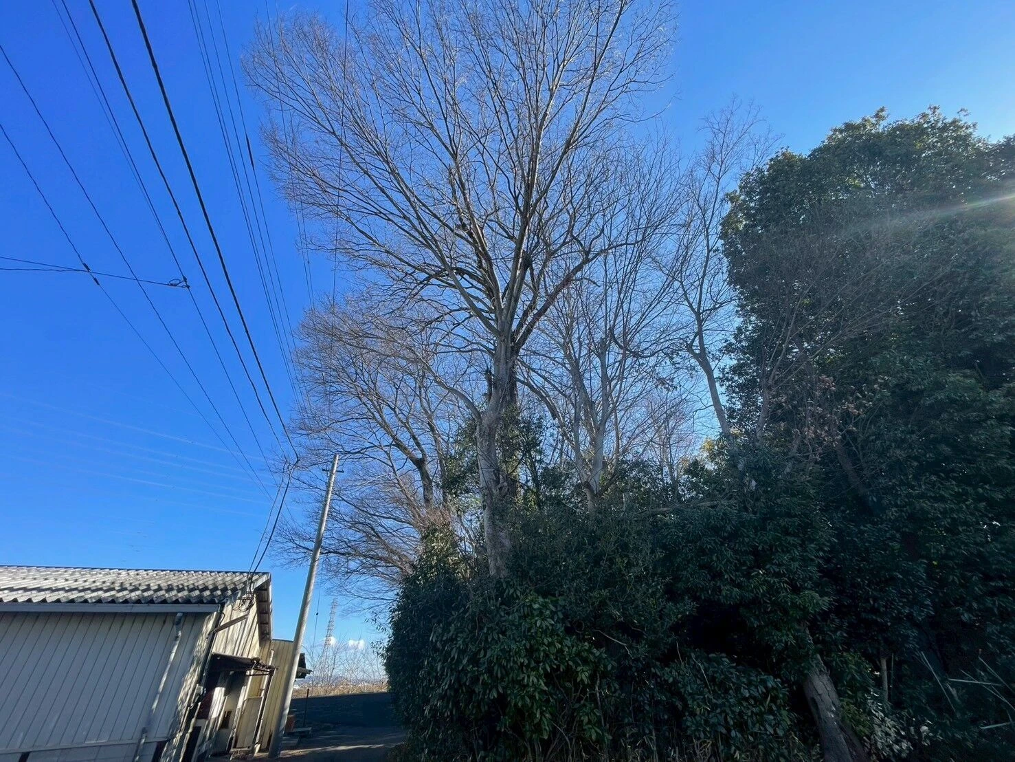 LINE_ALBUM_荒川様　伐採現調_260202_12
