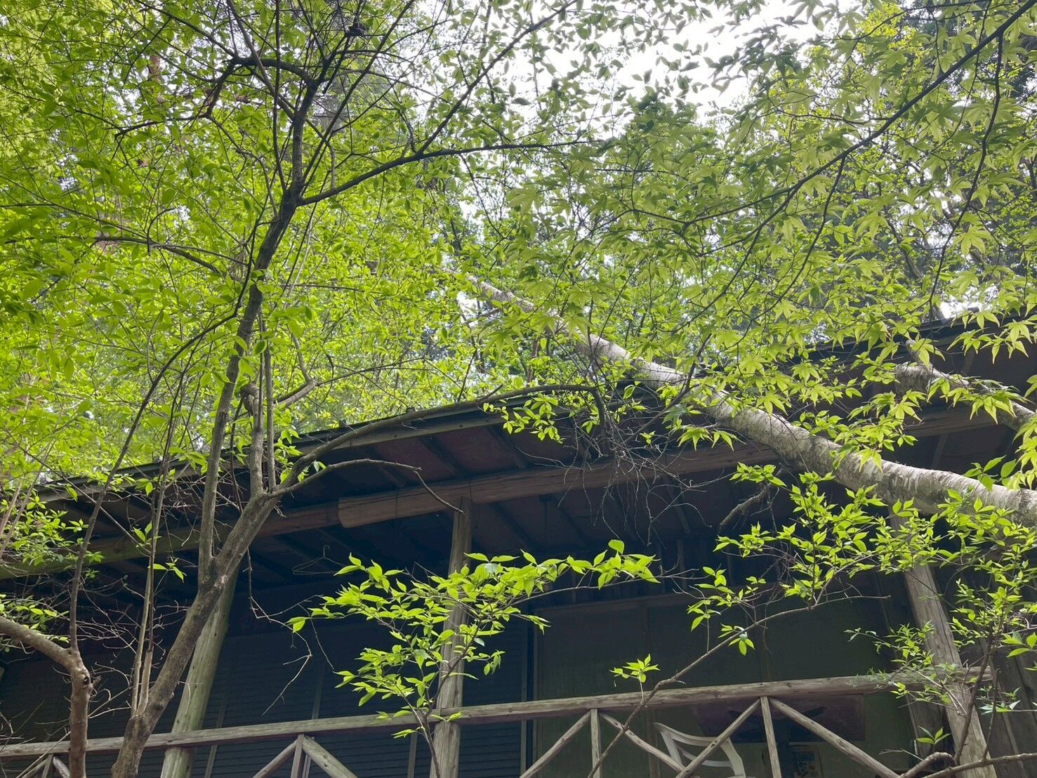 前橋市にて倒木した白樺の現地調査へ！