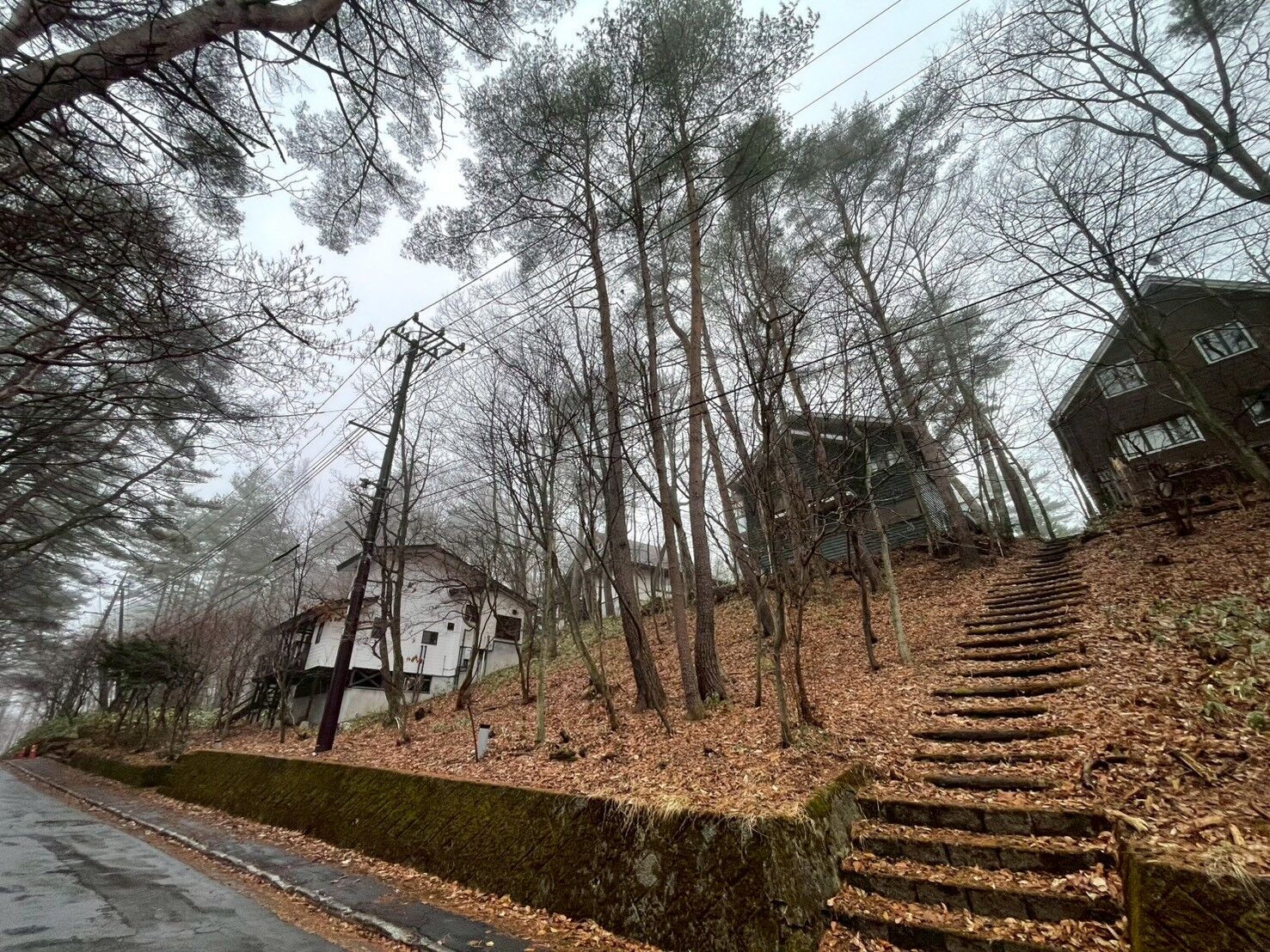 草津町で高木伐採の現地調査！