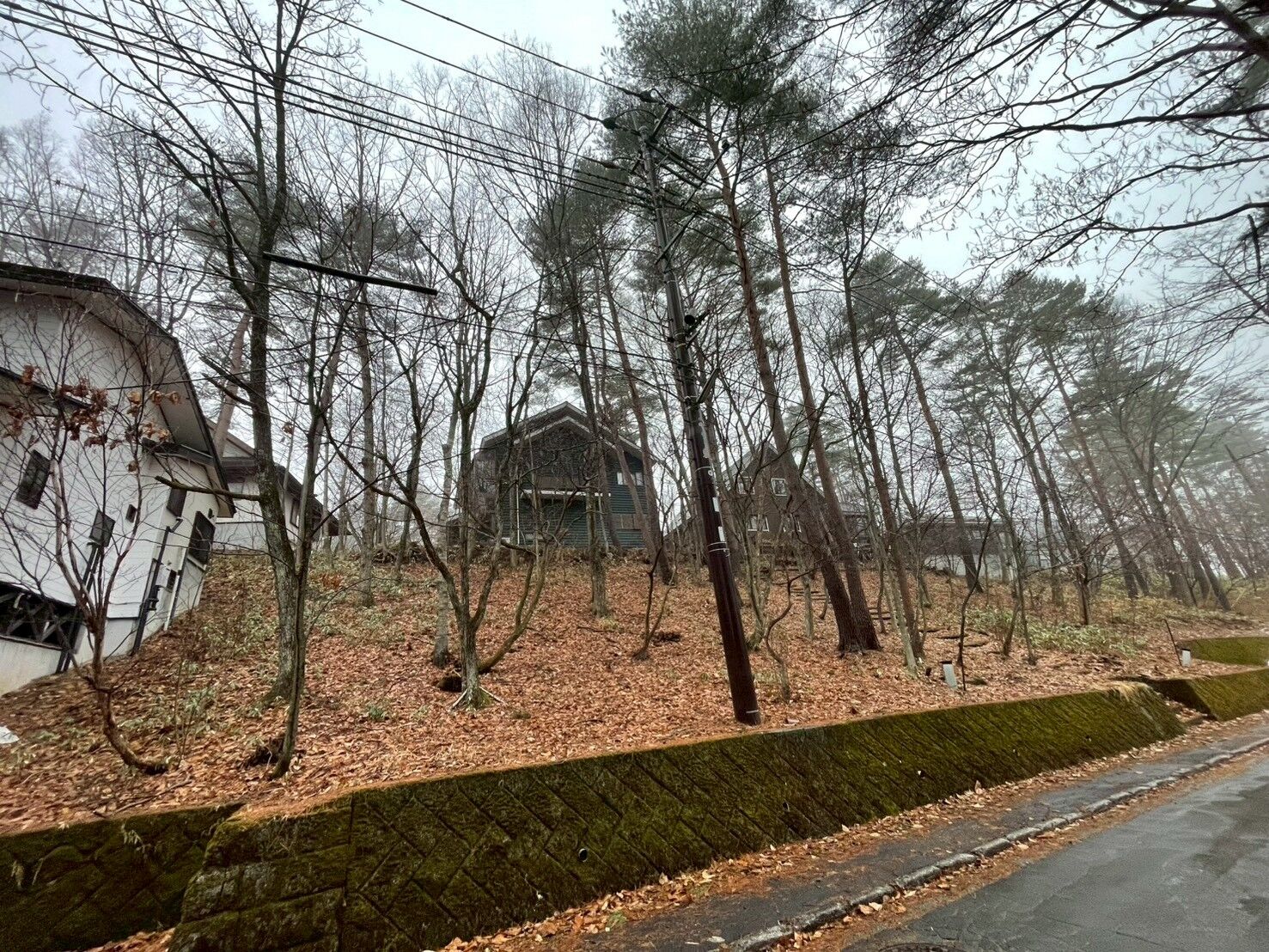 草津町で高木伐採の現地調査！