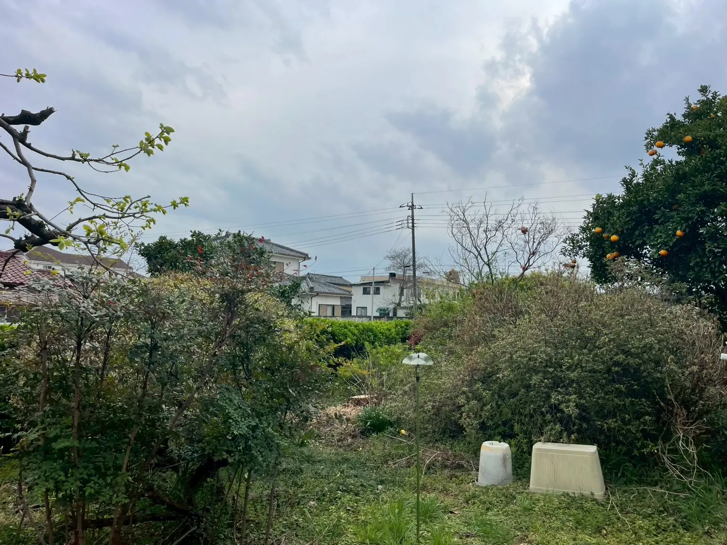 LINE_ALBUM_齋藤様-伐採写真_260506_4