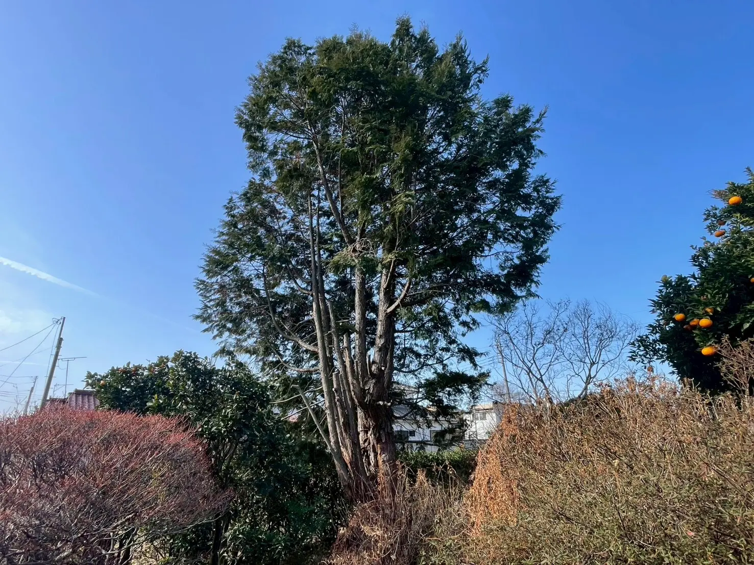LINE_ALBUM_齋藤様-伐採現調_260310_8