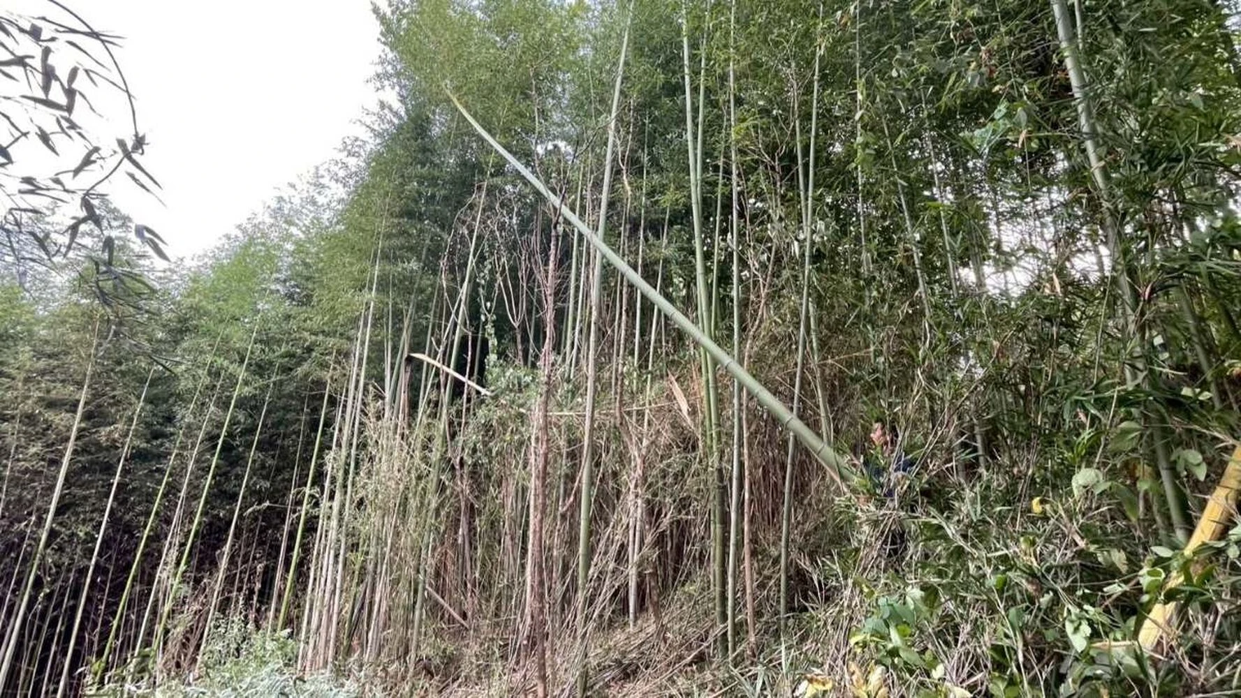 画像5547